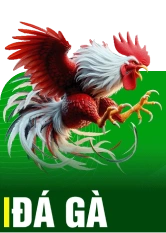 Đá gà trực tiếp HAYWIN